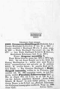 Vankya ornithogali image